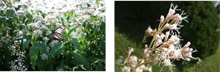 The Eupatorium japonicum in full bloom on the premises