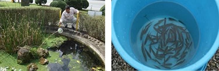 Breeding and population survey of the Hemigrammocypris rasborella in the round pond on the premises