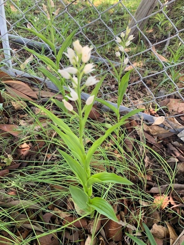 Cephalanthera longifolia (flowers bloom around late April)