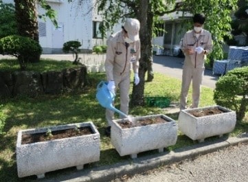 Cultivation of Hyogo prefecture flowers - chrysanthemum japonense and aristolochia debilis (dutchman's pipe vine)