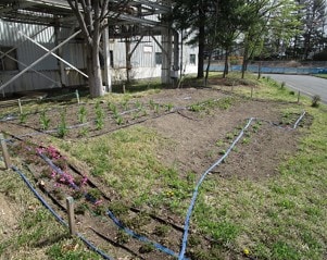 Rare plant beds (before blooming)