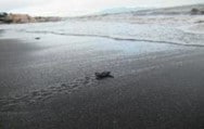 Sea Turtle Conservation Program