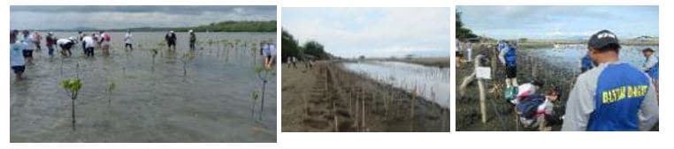 Mangrove planting activities (December 2022)