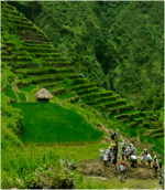 Renovation work on Banaue Rice Terraces